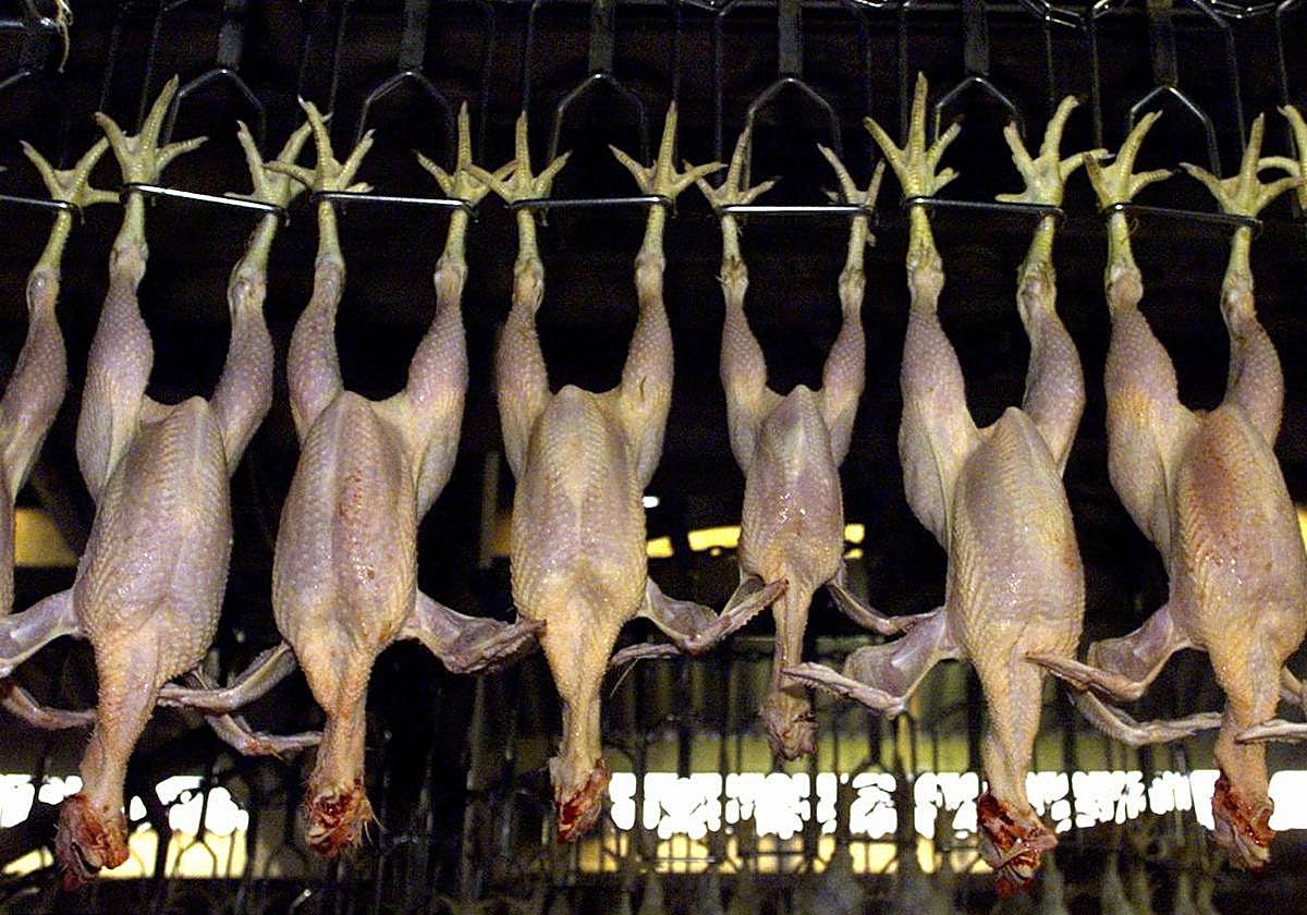 La Llanada abrirá este mes el primer matadero de aves de Álava