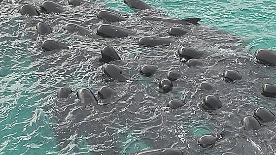 Más de 50 ballenas mueren tras varar en una playa de Australia