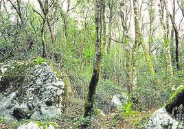 Encinar cantábrico en la reserva del Urdaibai.