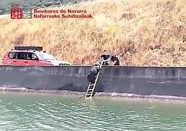 Momento del rescate del jabalí.