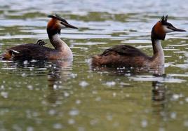 Entre los animales recogidos, la mayoría son «aves acuáticas» como las anátidas, aunque también hay varios somormujos.