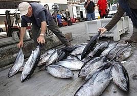 Bonito pescado en Bermeo.