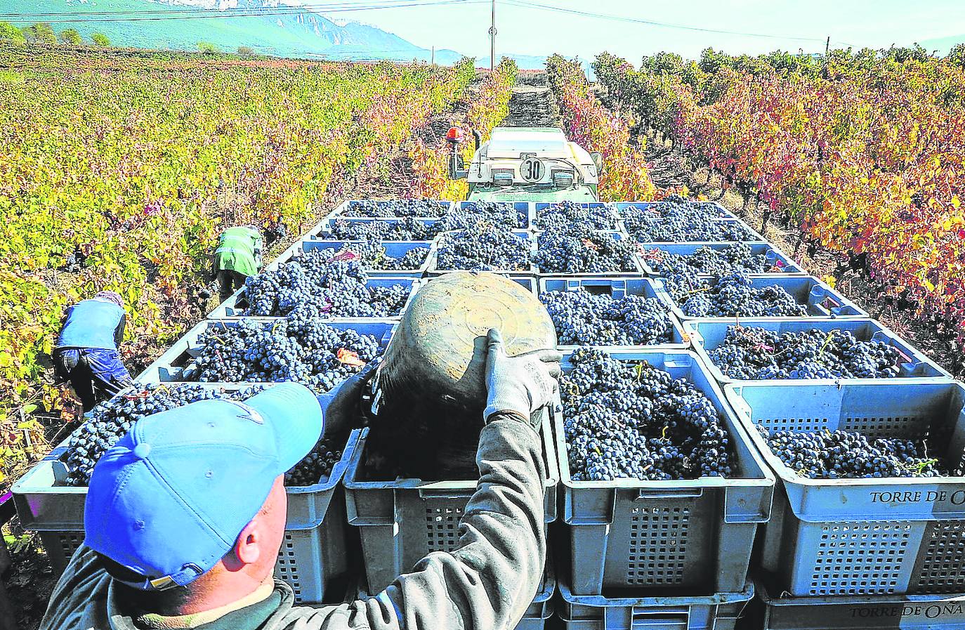 Trabajos de vendimia realizados en un viñedo de la Rioja Alavesa.
