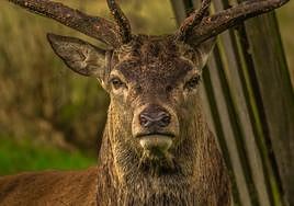 Llega la berrea: estas son las restricciones en el Parque Natural del Gorbea