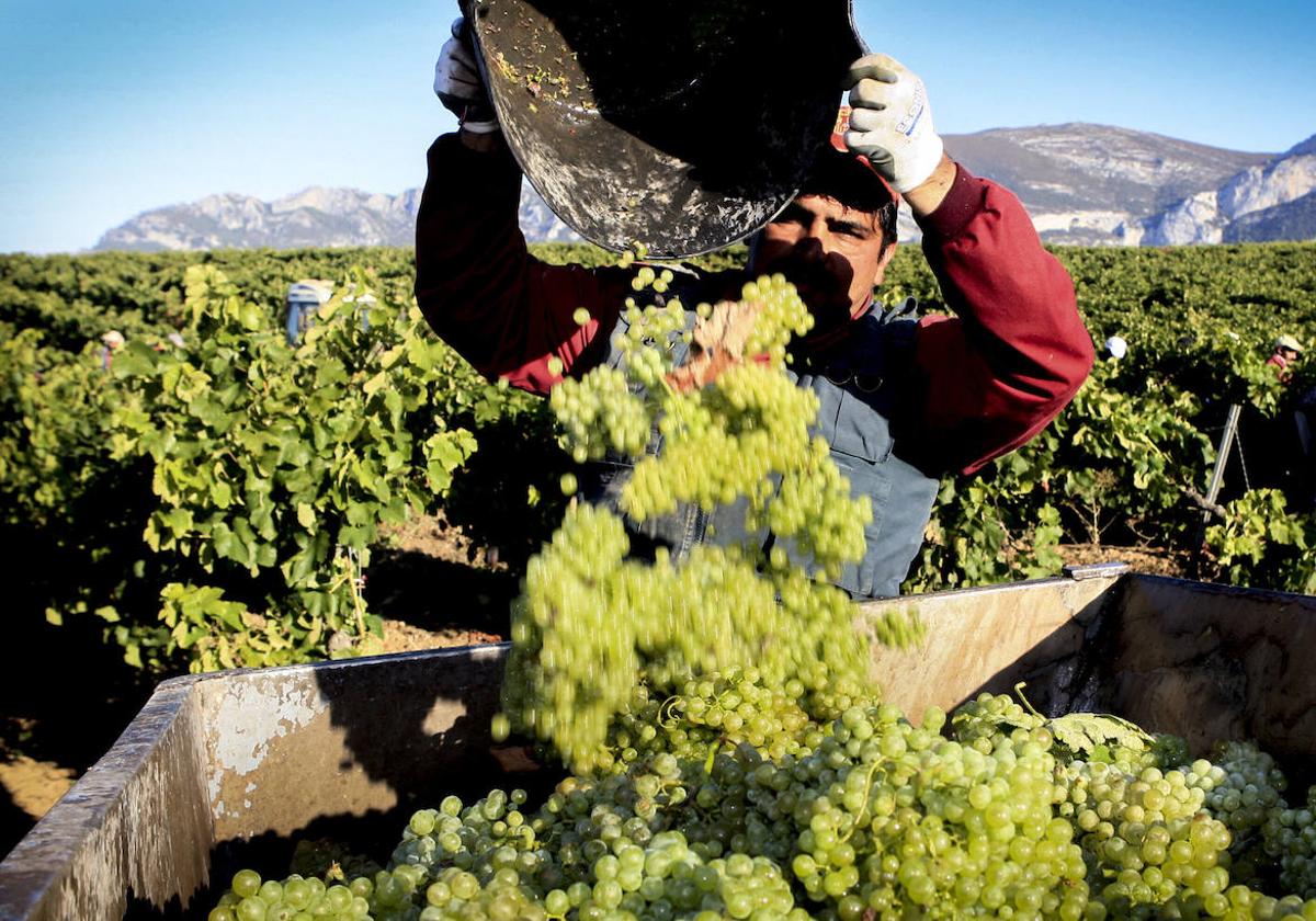 Una vendimia anterior en Rioja Alavesa