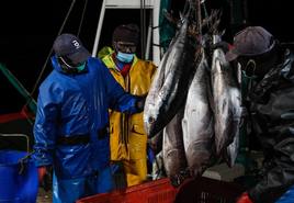 Los arrantzales finiquitan la costera del bonito con el precio del pescado hundido