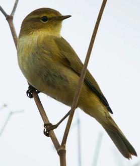 Imagen secundaria 2 - Arriba, un chorlitejo chico; en segundo término, un escribano, y, finalmente, un pequeño mosquitero.