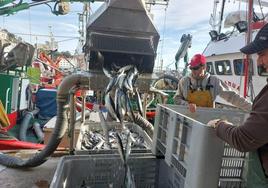 Arrantzales del 'Kalamua' de Lekeitio en una descarga de verdel en el puerto de Ondarroa esta primavera.