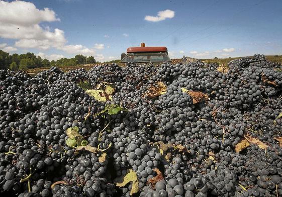 Recolecta de uva en una parcela de Rioja Alavesa