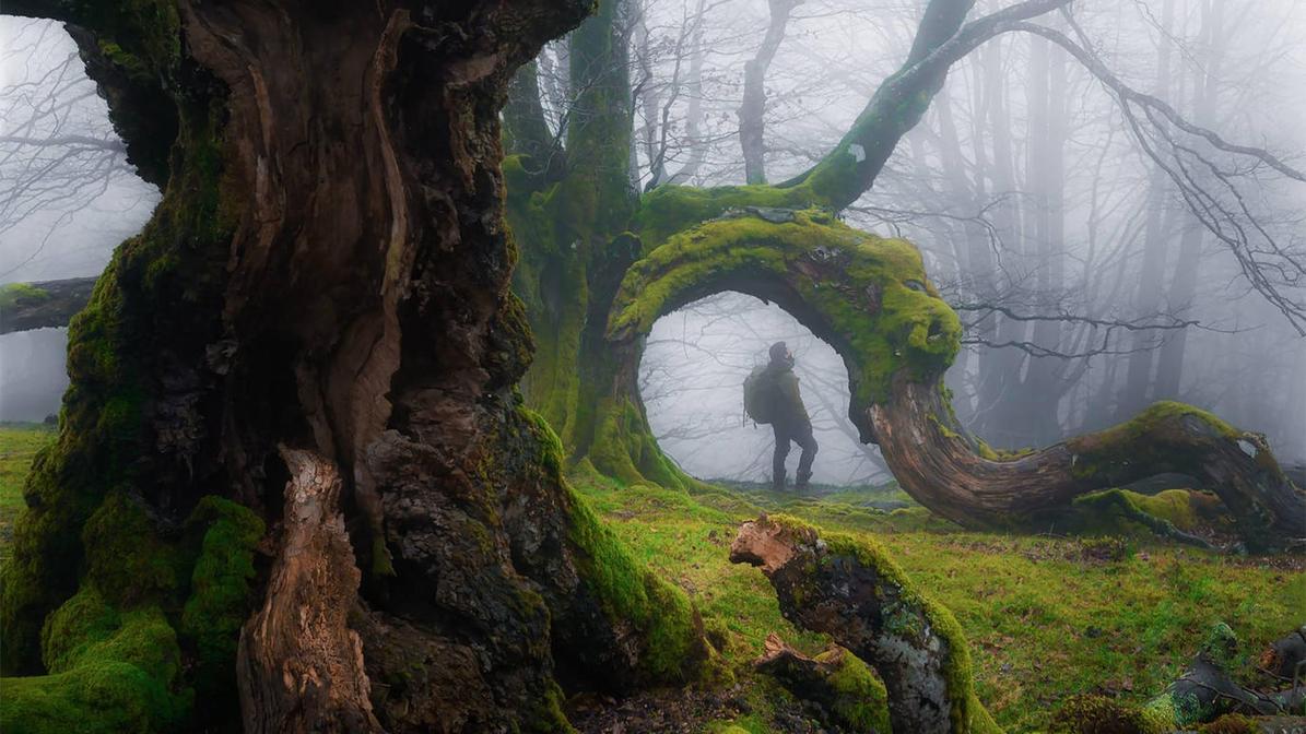 Las nieblas del Gorbea envuelven el bosque en Orozko.