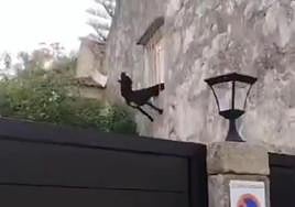 El agónico rescate de un perro atrapado entre dos barrotes de una casa en Vigo