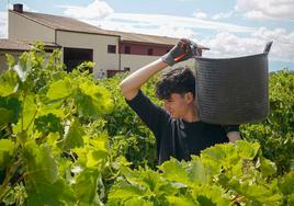 La vendimia de txakoli ya ha empezado en las viñas de Ayala.