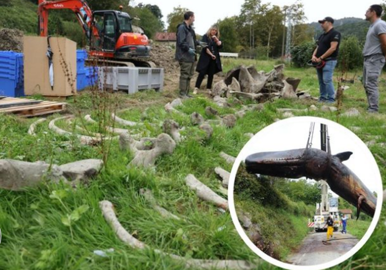 Desentierran un cachalote de 15 metros varado hace 12 años en la playa de Zarautz