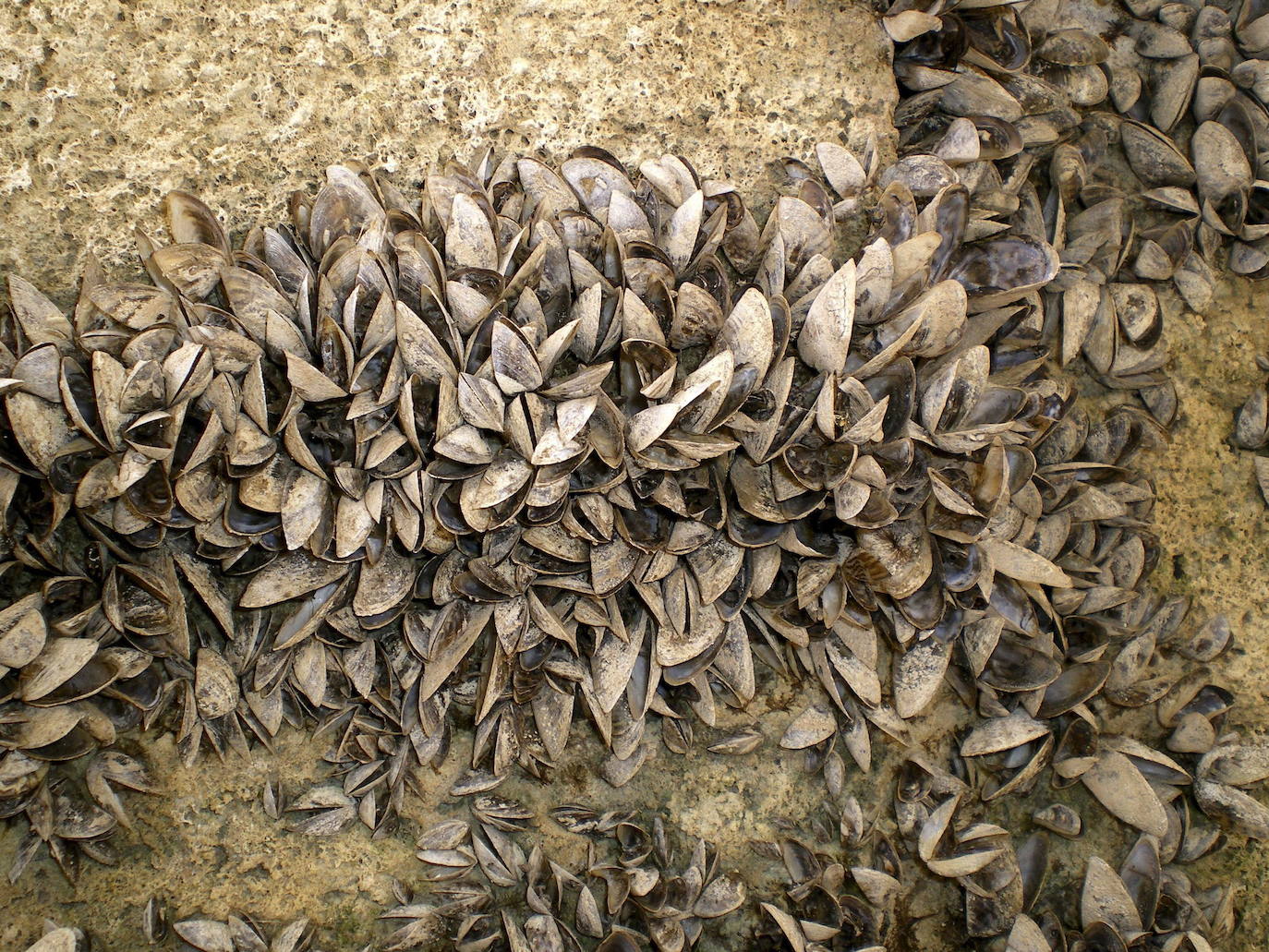 Colonia de mejillones cebra en un cauce alavés.