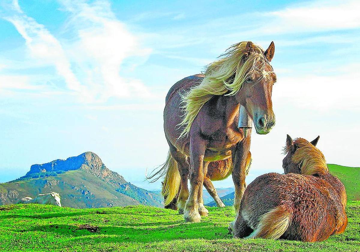 Caballos en la cima del Bianditz y sus espectaculares vistas.