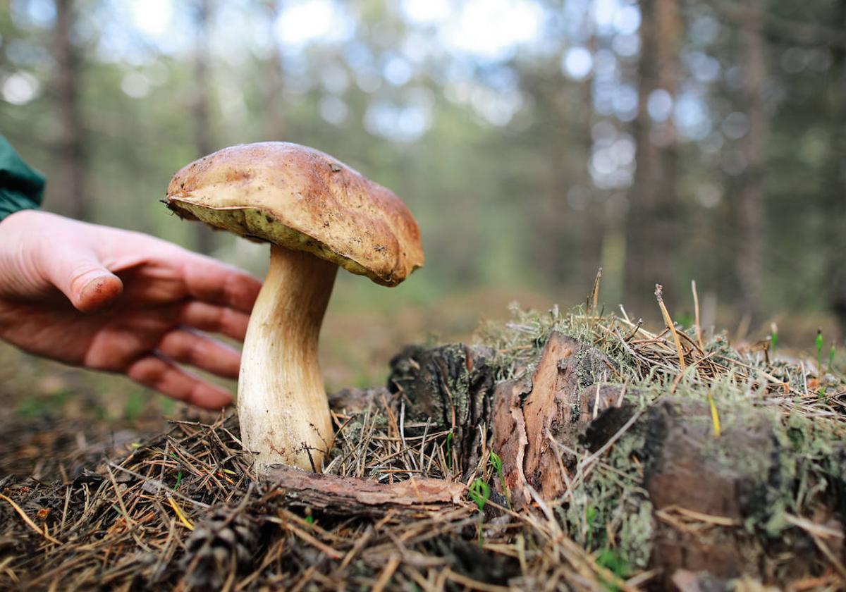 Boletus Edulis.