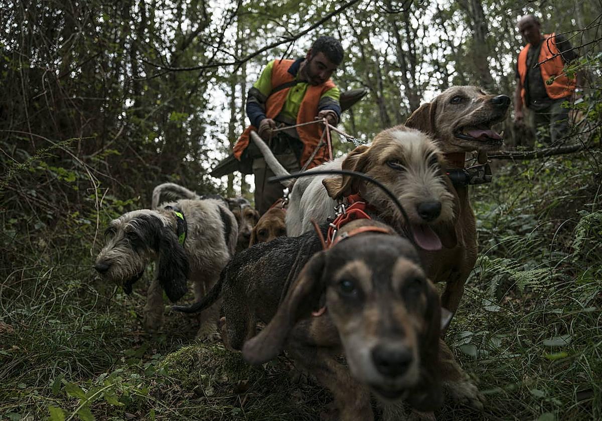 Dos cazadores dirigen a sus perros en una batida de jabalí.