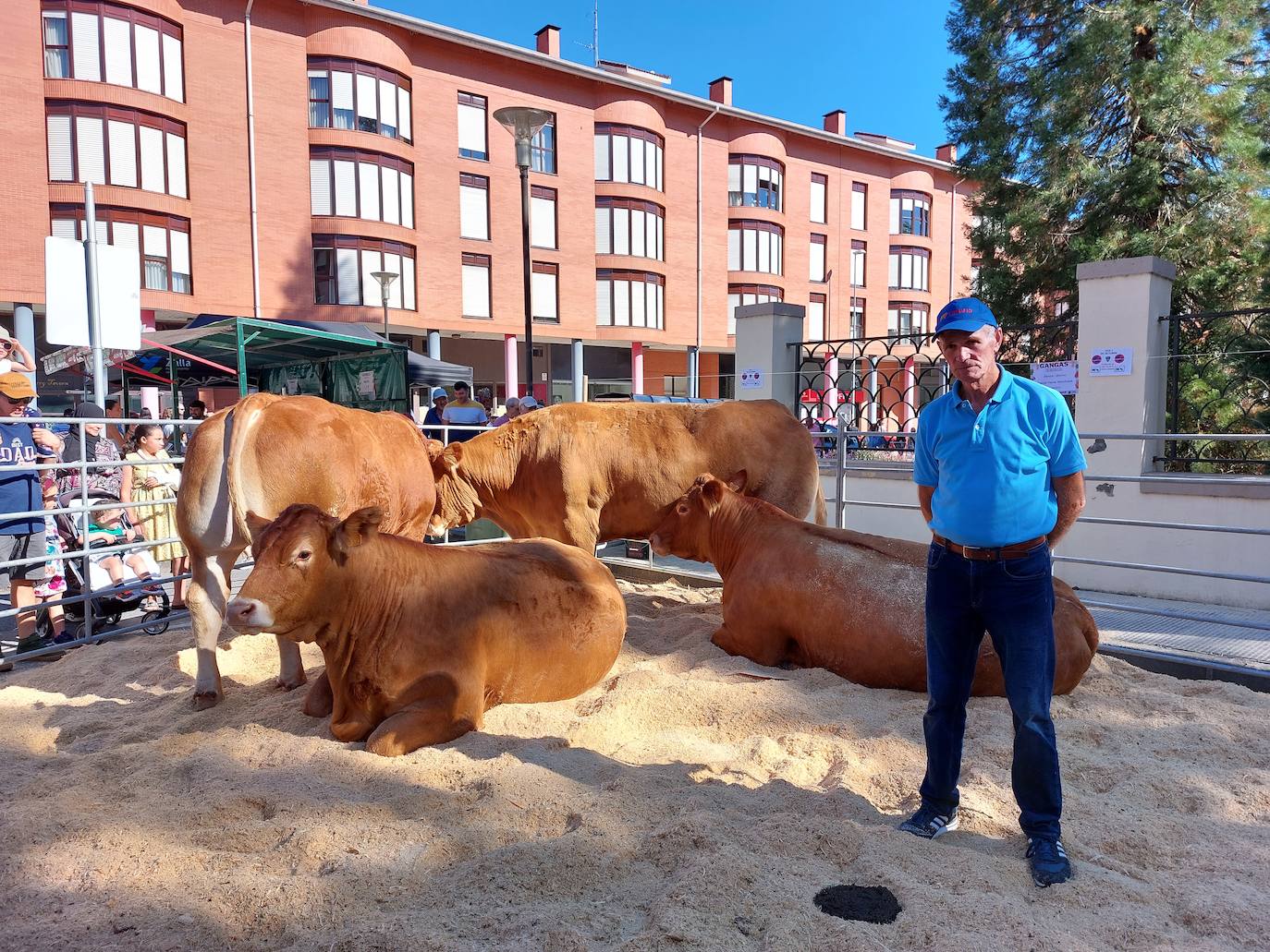 Fernando Heras junto a cuatro de sus vacas de raza Limousin