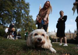 Primera multa con la nueva Ley de Bienestar Animal: 500 euros por dejar al perro atado mientras compraba en una farmacia