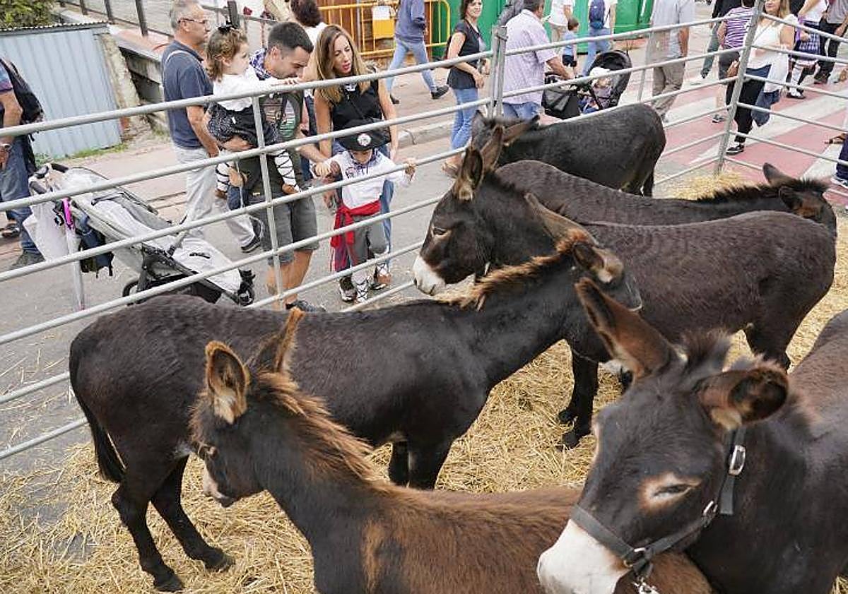 Imagen principal - La reconocida feria se acompañó de talos, queso y sidra como principales recetas. El jugador del Alavés, Guevara, participó en la cata.