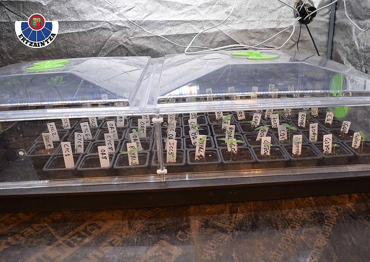 Imagen secundaria 1 - Destapan una plantación-laboratorio de marihuana en un caserío de Álava