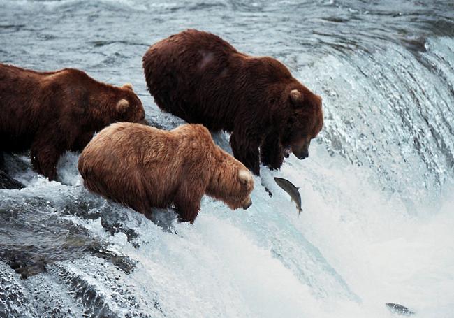 Osos grizzlies en el parque Katmai de Alaska.