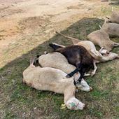 «Lo que está en extinción son las ovejas latxas y los ganaderos»