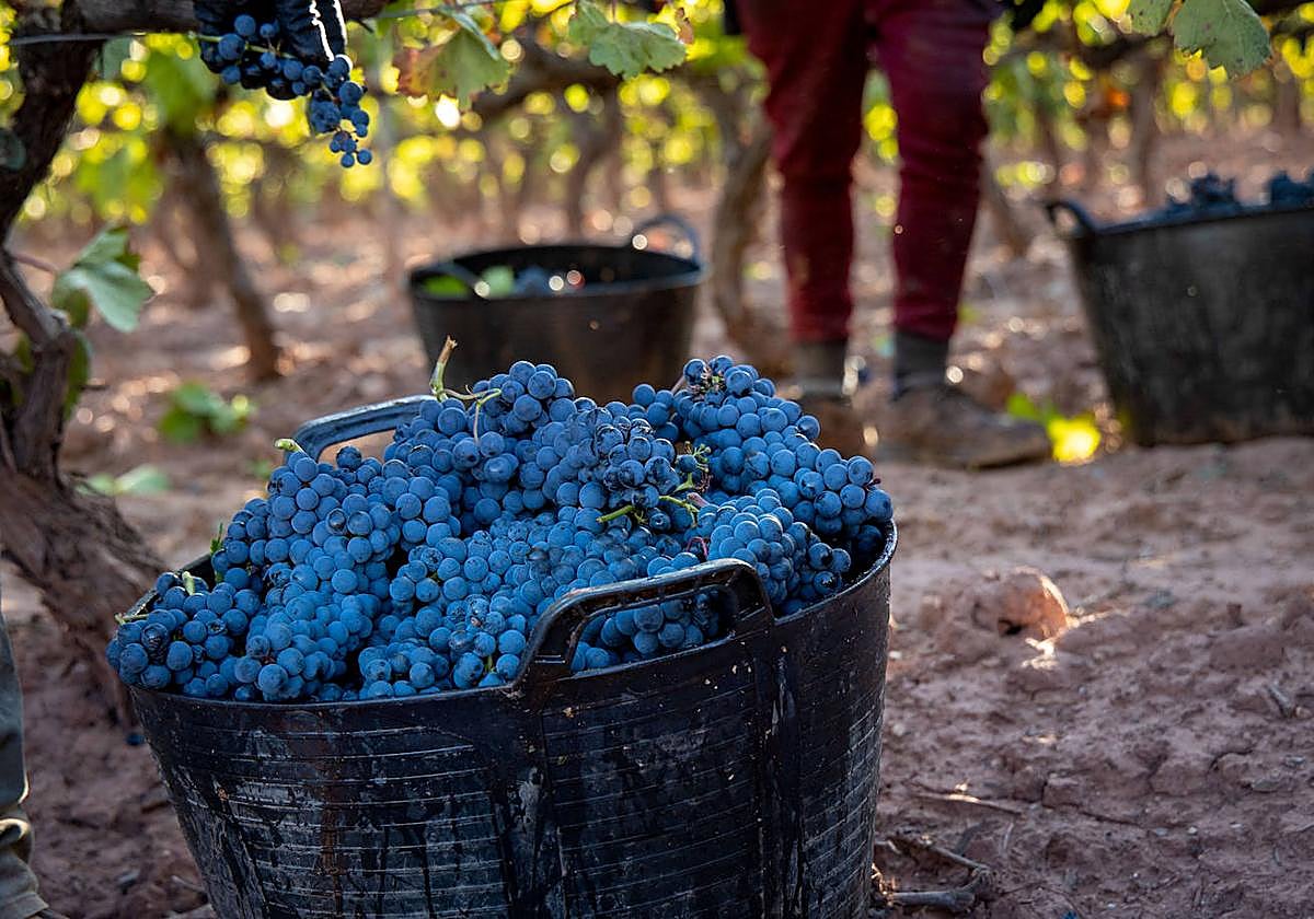 Un capazo lleno de uvas en la reciente vendimia en Rioja Alavesa.