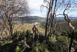 Un trabajador del servicio foral de bosques en una de las laderas del Arbaliza.