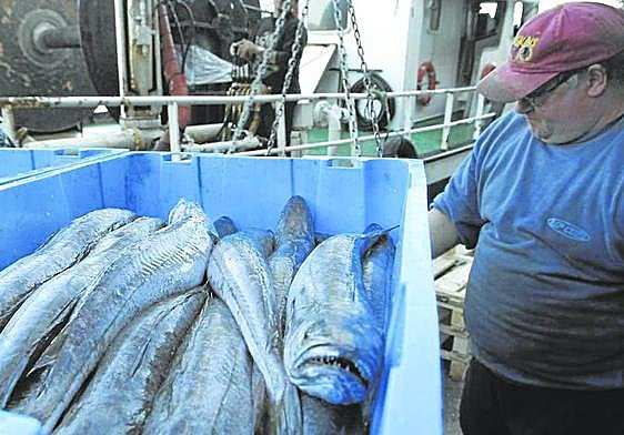 Los arrantzales descargan las capturas de merluza en puerto después de una intensa jornada de pesca.
