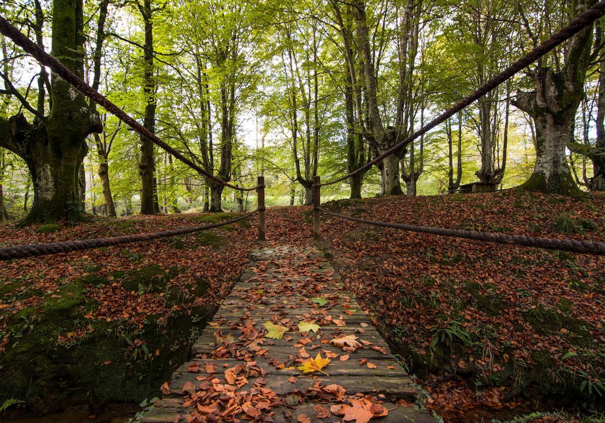 Bosques mágicos y de ensueño en el otoño