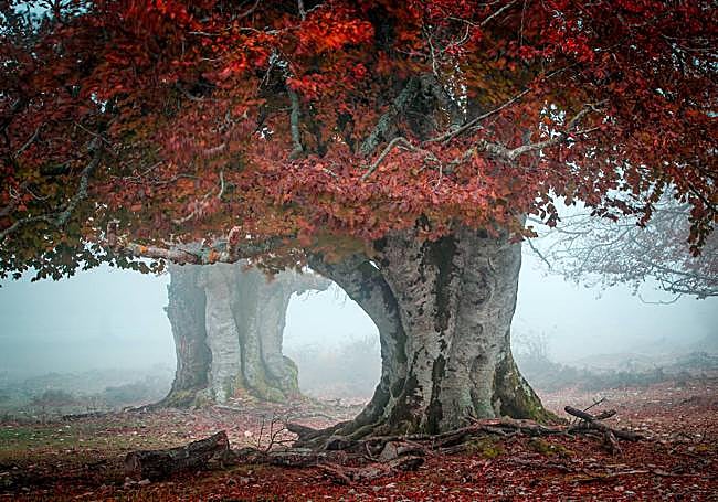 Urbasa se tiñe de los colores del otoño.