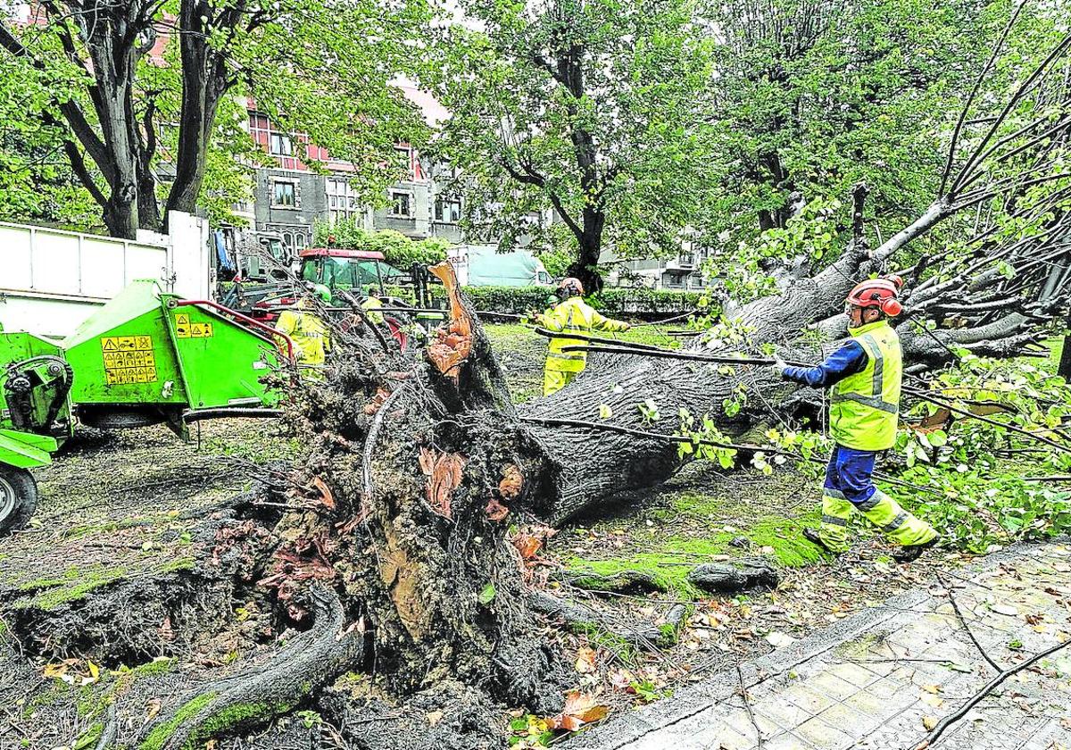 Caída de árboles. Fue la incidencia más repetida ayer, como sucedió en el paseo de Zugazarte de Getxo (izquierda).