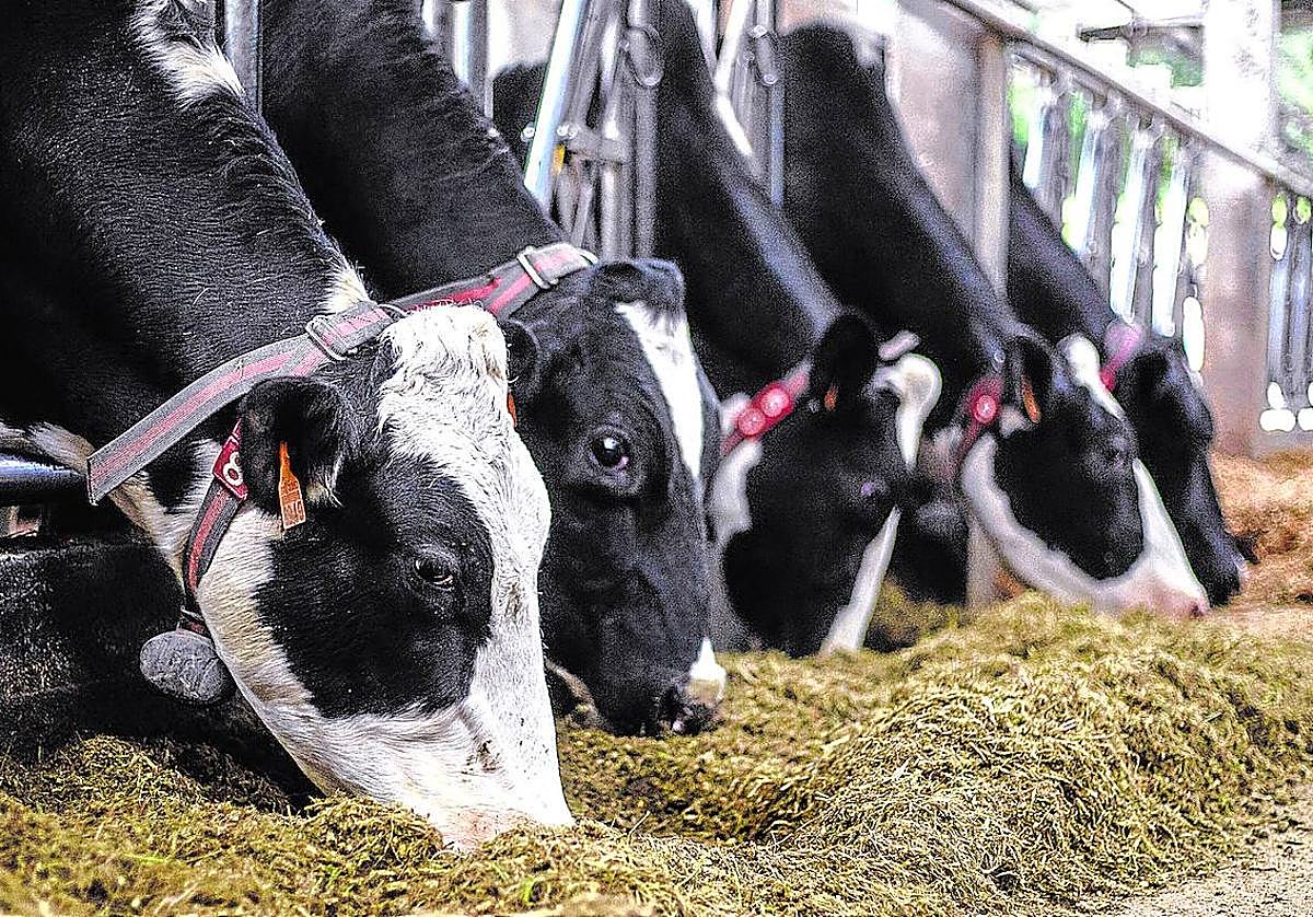 La enfermedad hemorrágica epizoótica se detectó en el territorio por primera vez el pasado 21 de septiembre.