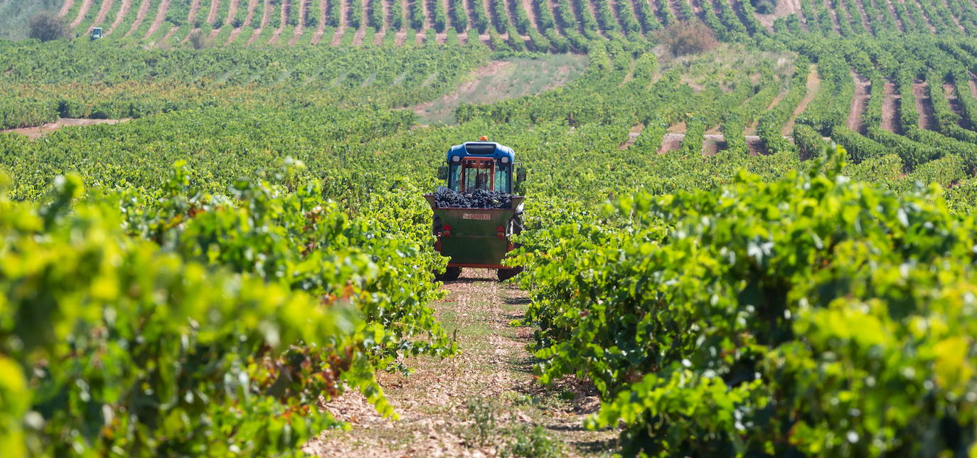 Cuatro planes para disfrutar del vino y algo de comer este otoño en La Rioja