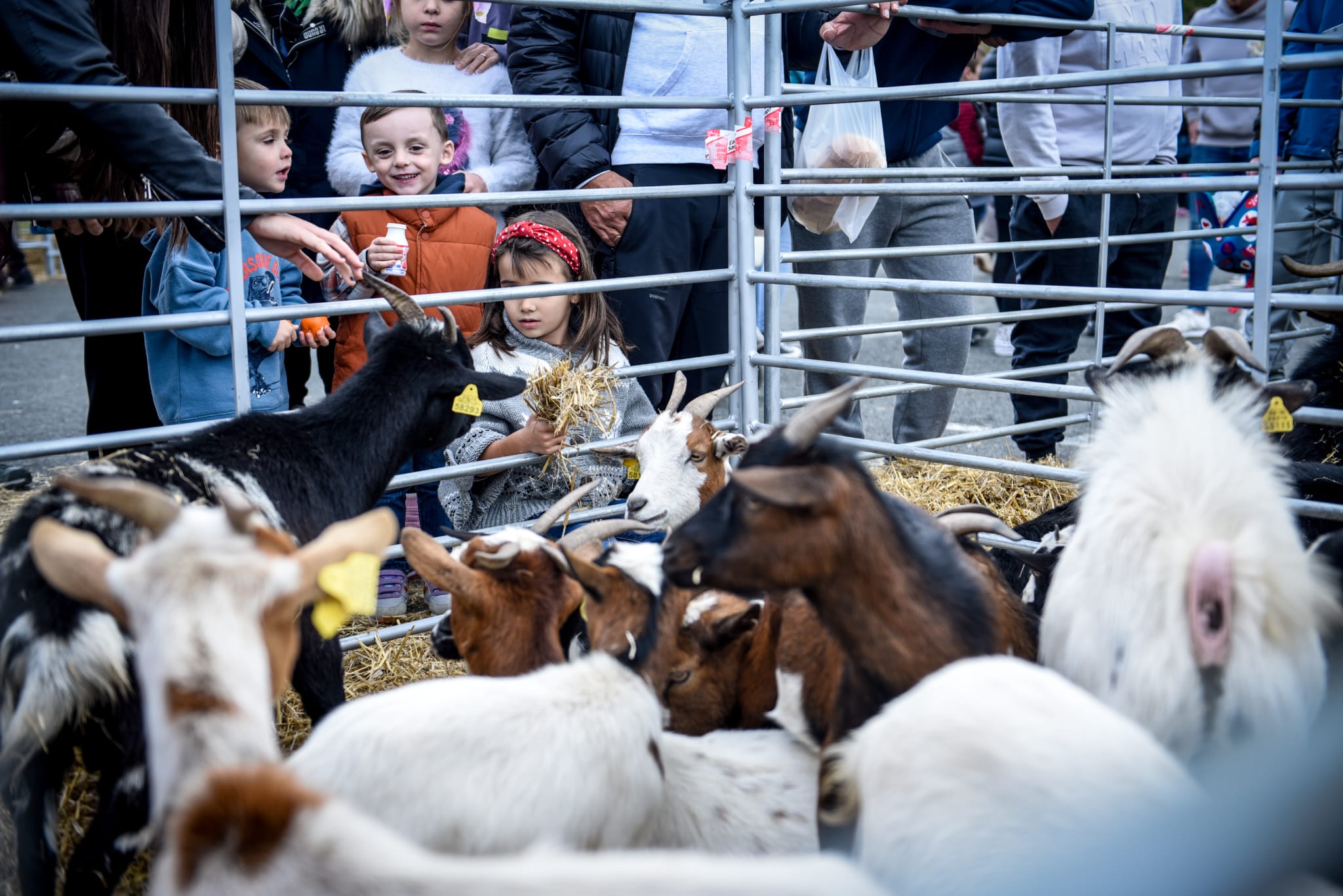 Feria agrícola y ganadera de La Arboleda en imágenes