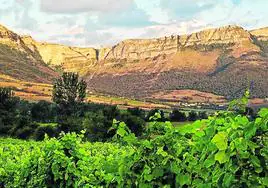 La Sierra Salvada enmarca los viñedos.