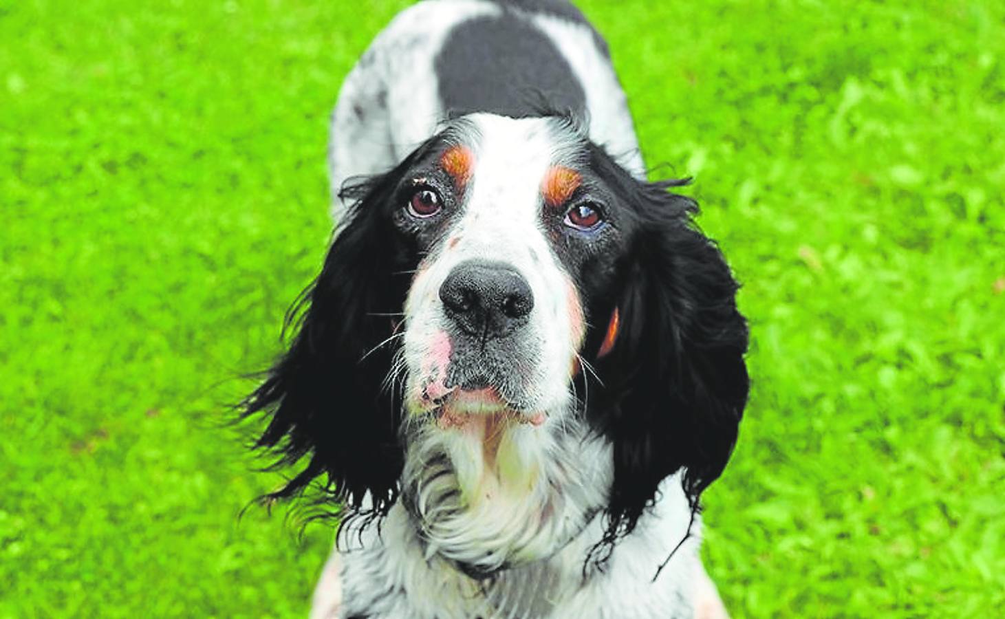 los perros prefieren vivir con otro perro