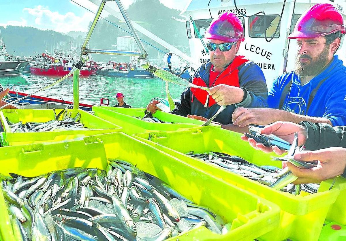 Descarga de anchoas en el puerto de Ondarroa.