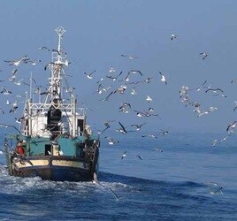 Un barco de altura faena en alta mar rodeado de gaviotas.