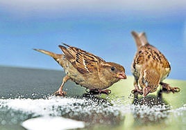 Un par de gorriones comen azúcar en la mesa de una terraza de bar.