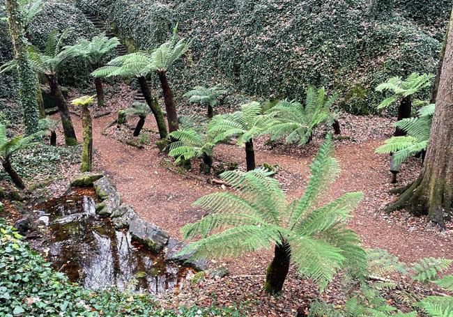 Helechos del Fern Garden.