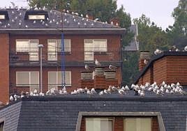 Las gaviotas aún no han ocasionado daños graves a personas, pero sí situaciones incómodas.