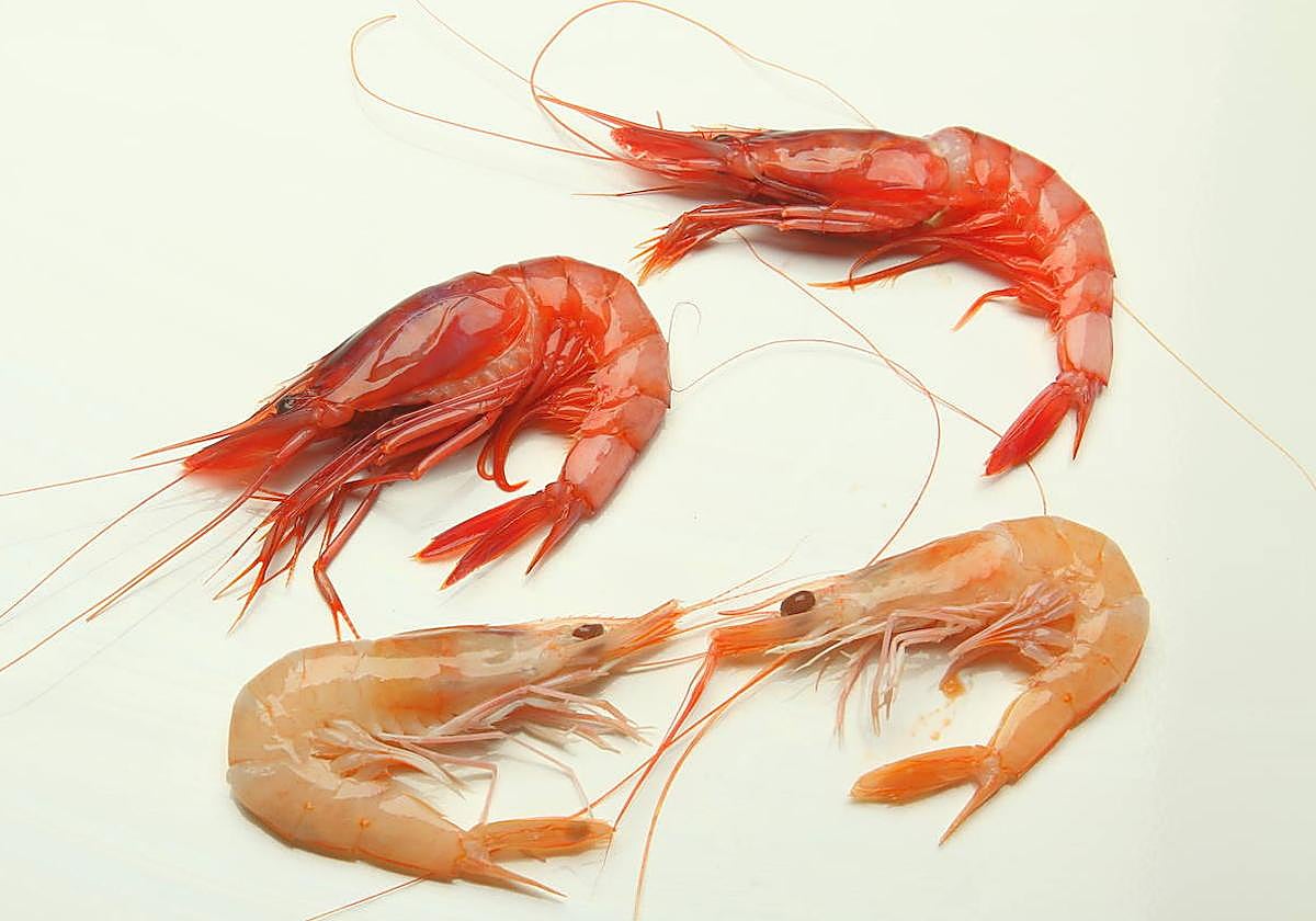Gambas, un festín de proteínas