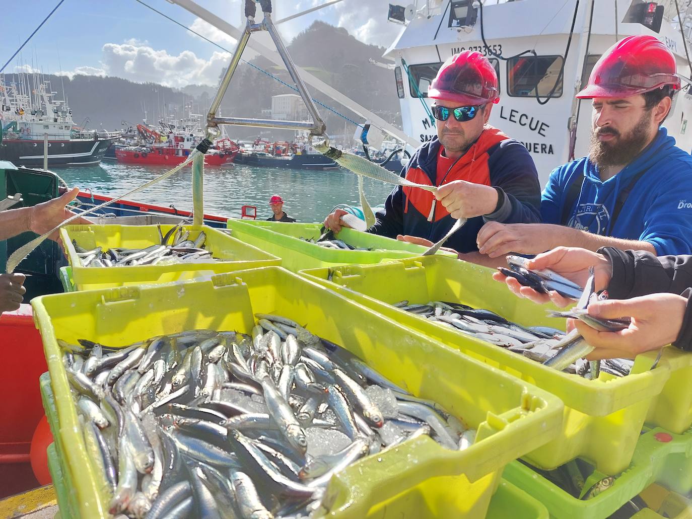 Las descargas de anchoa llenan el puerto de Ondarroa en primavera.