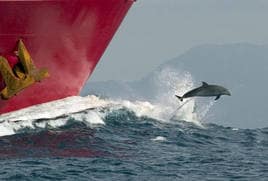 Un delfín salta delante de un barco en alta mar.