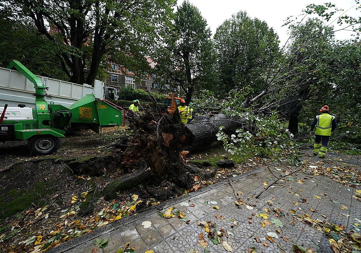Zugazarte es una de las zonas donde más árboles se han caído, sobre todo en temporales.