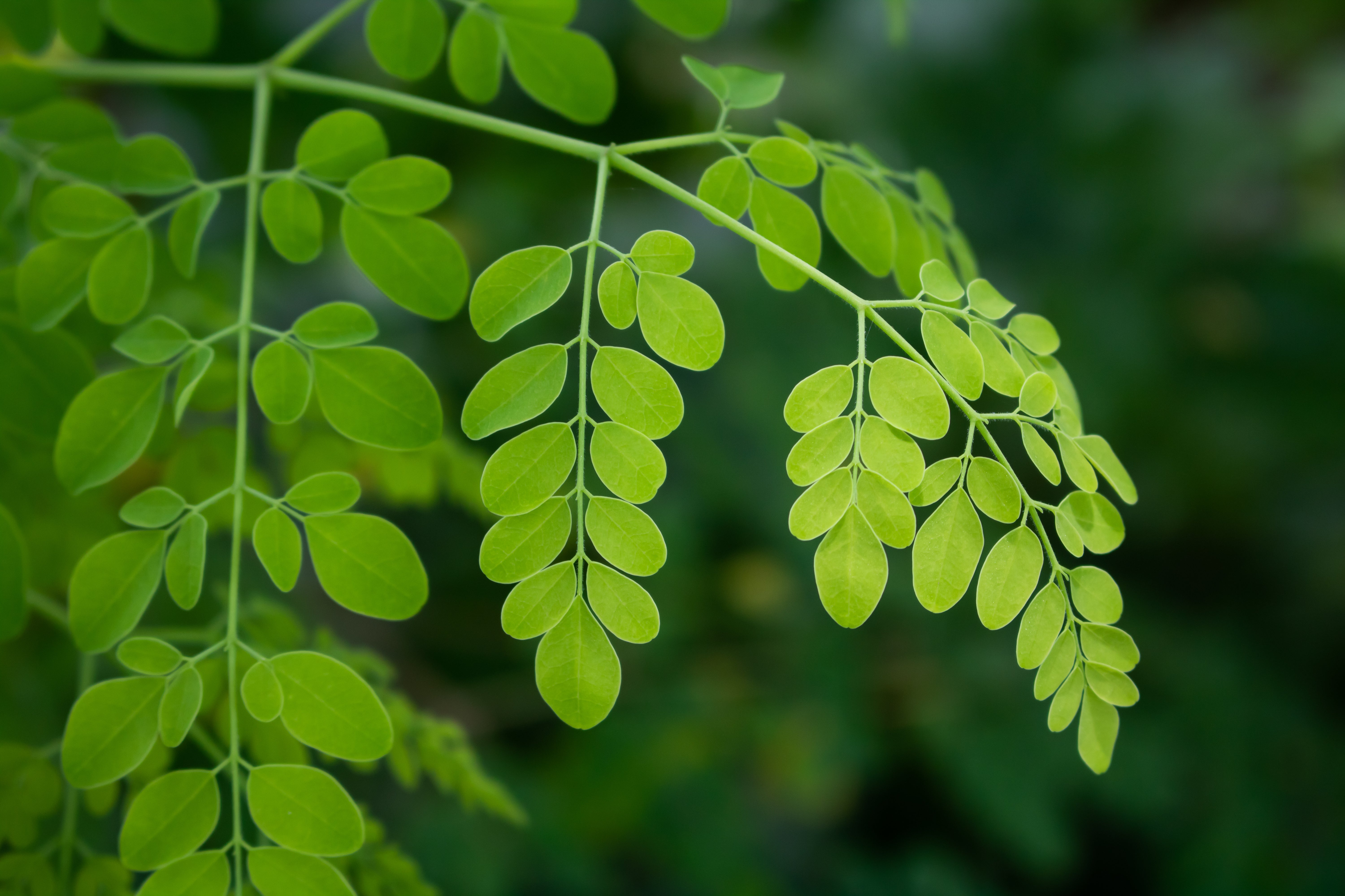 Hojas de moringa.