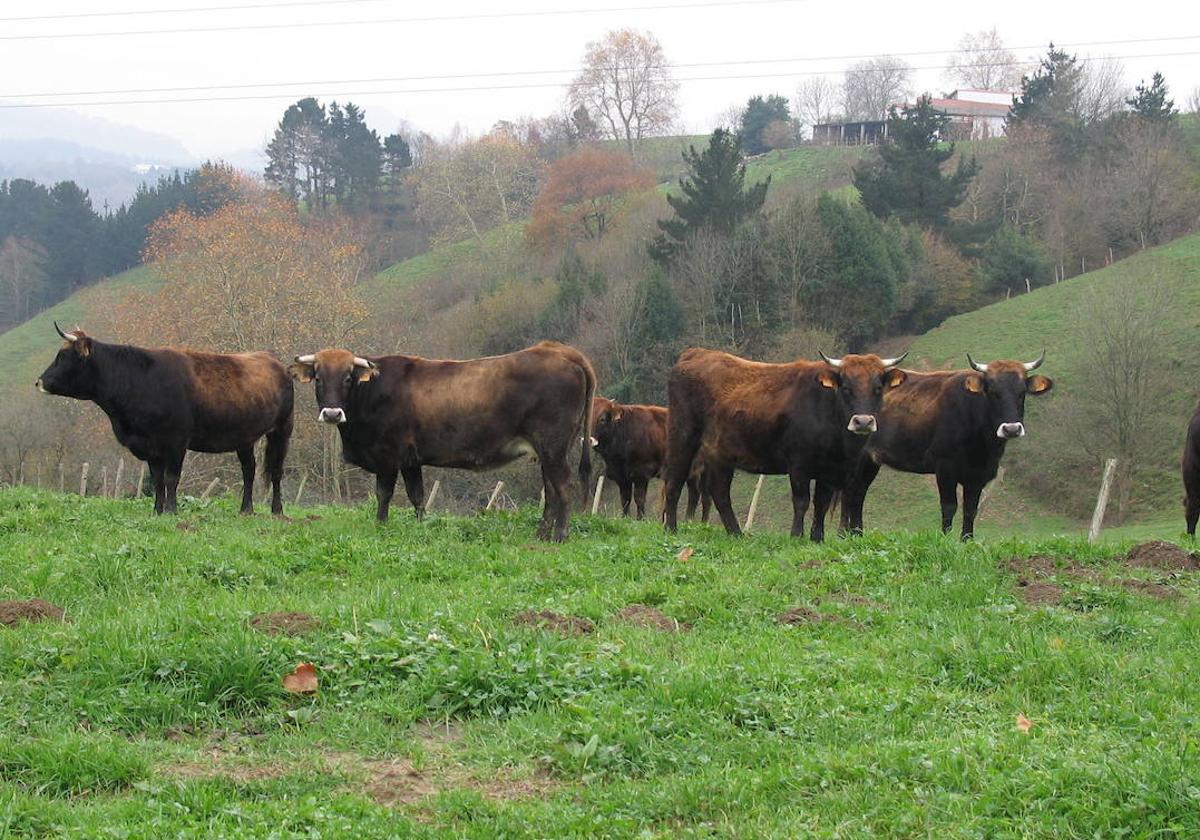 Vista de una manada de terreñas en la zona del Gorbea.