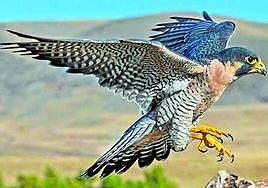 Ejemplar de halcón peregrino.